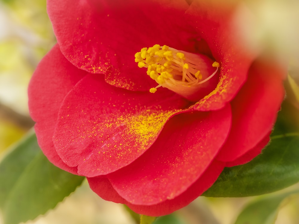 a close up of a red flower with green leaves