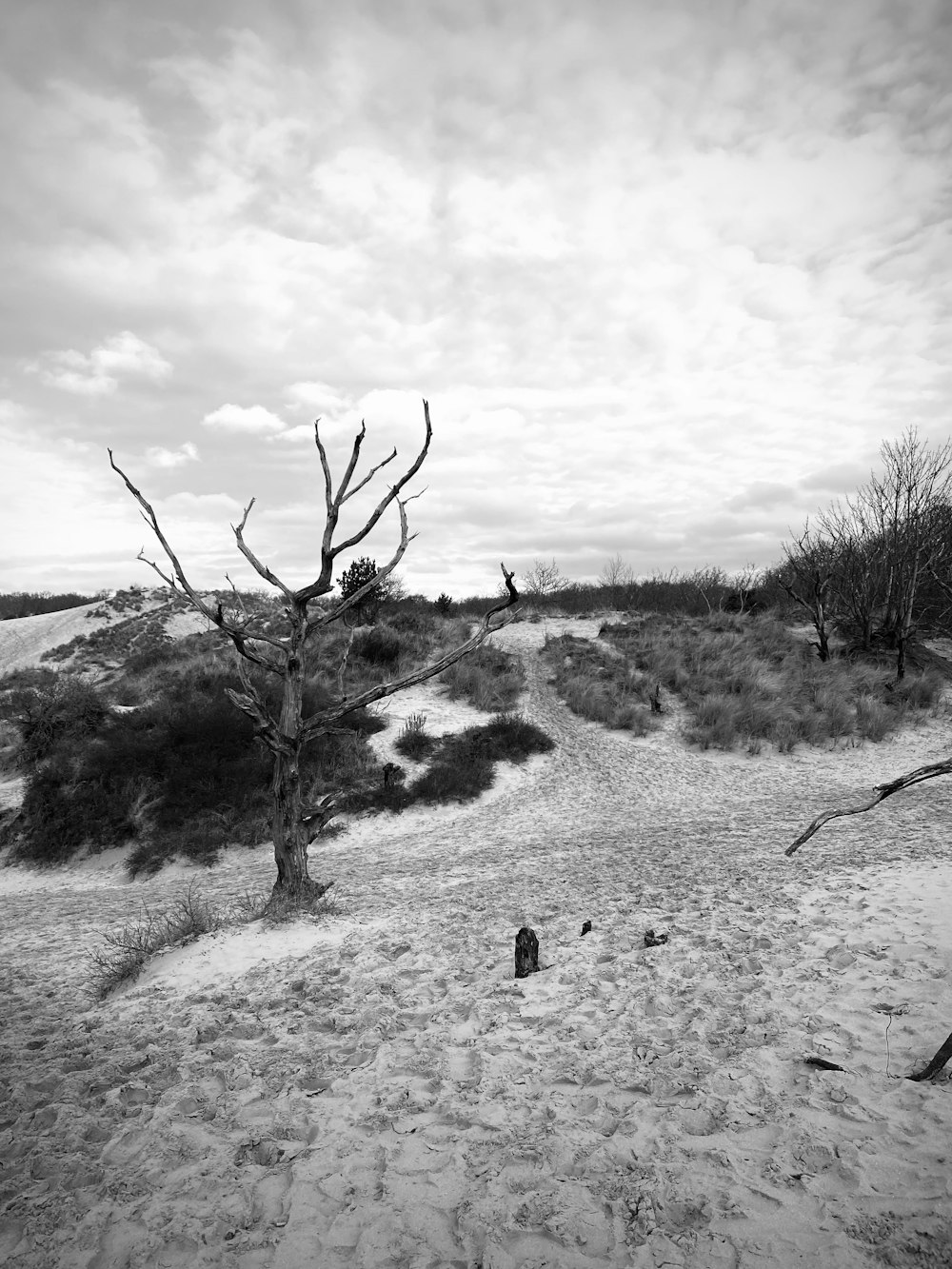 a black and white photo of a tree on a beach