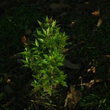 a small green plant in the middle of the grass