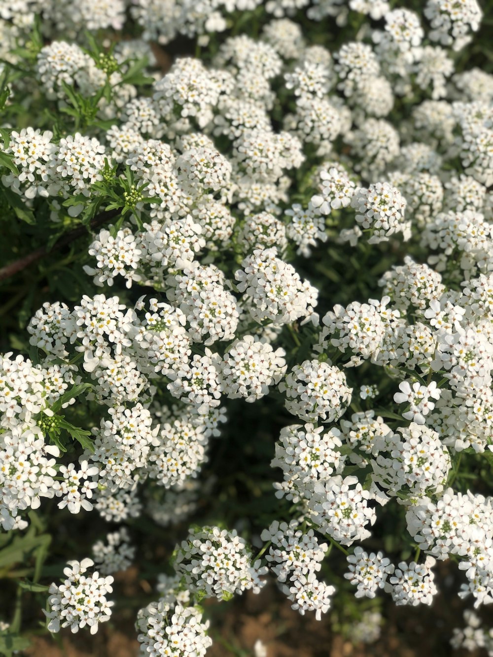 a bunch of small white flowers in a field