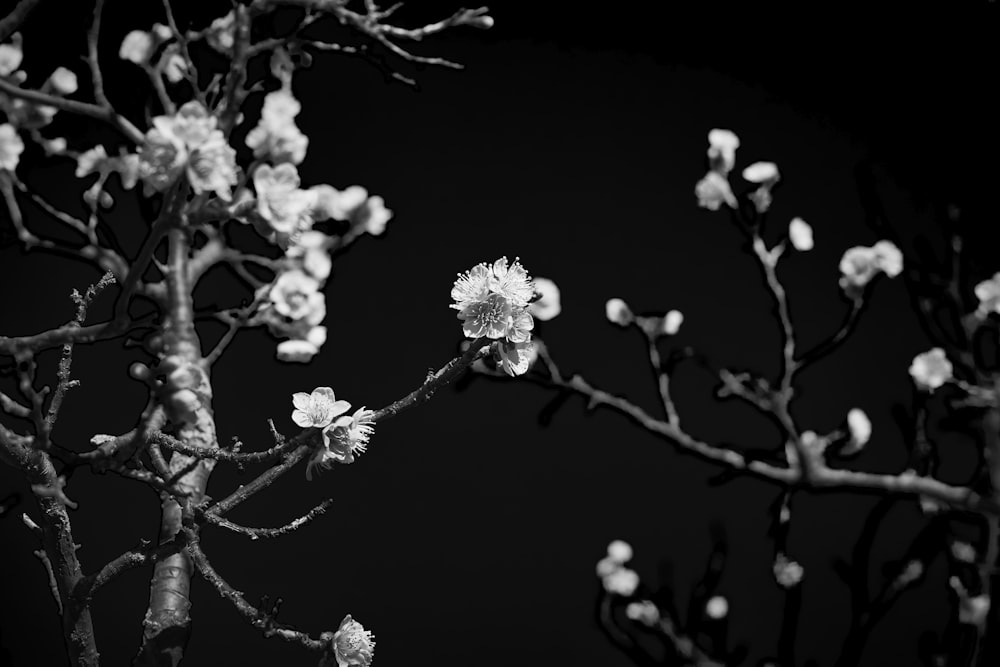 꽃이 만발한 나무의 흑백 사진