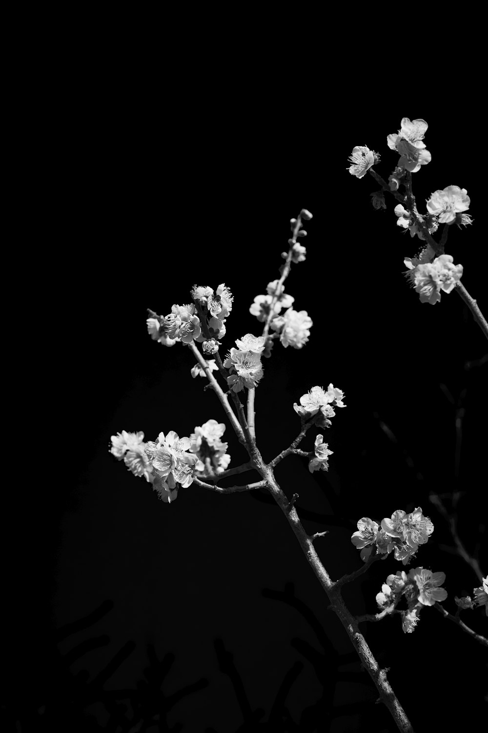 Una foto en blanco y negro de unas flores