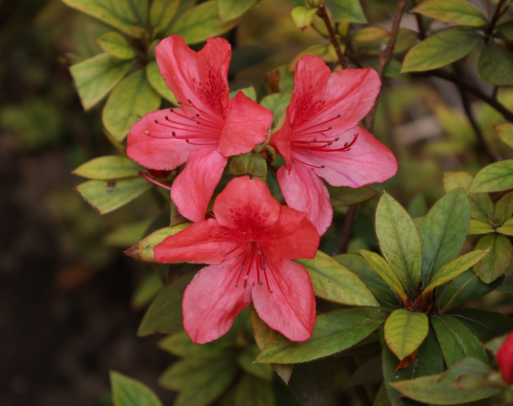 a close up of some pink flowers on a bush