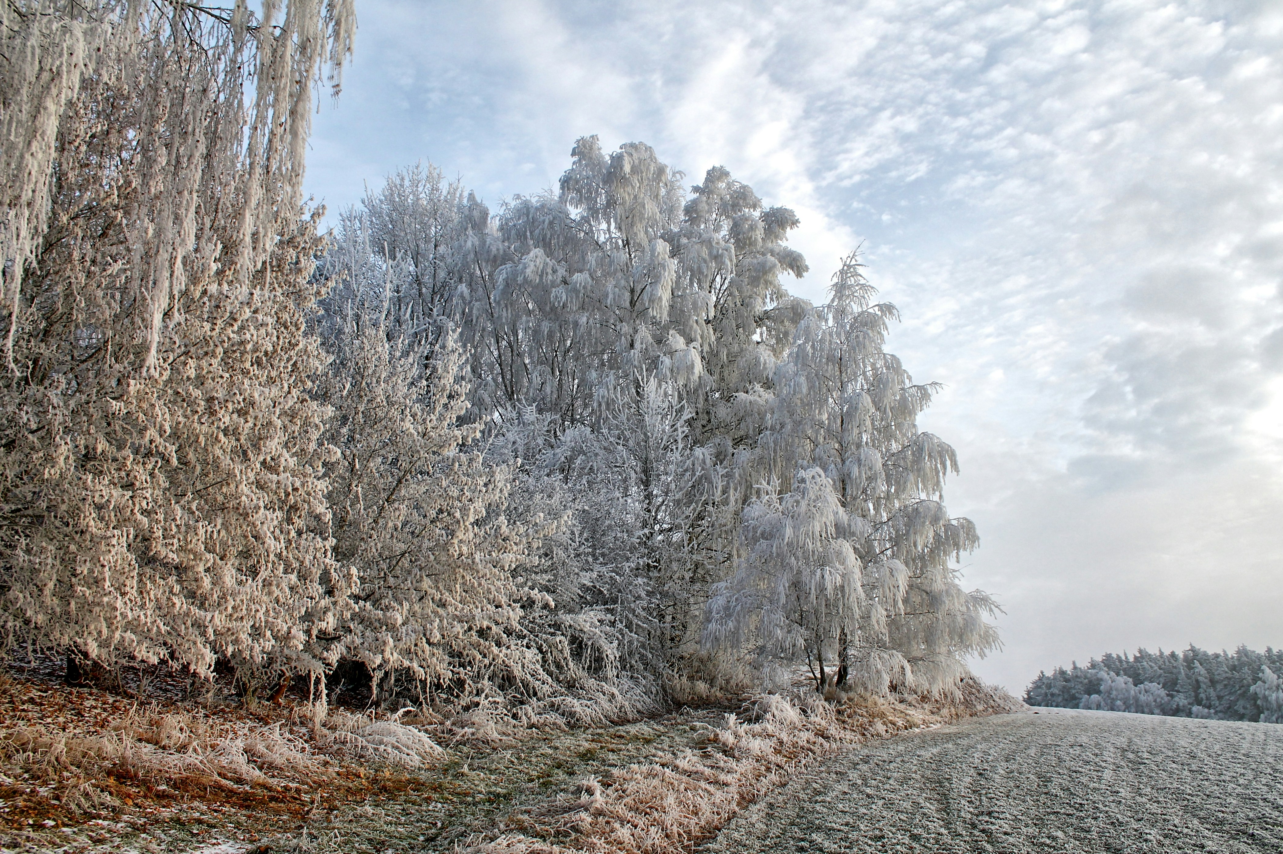 Rauhreif, Winter, Frost Landschaft, Schnee, Bäume, Natur, Wetter.