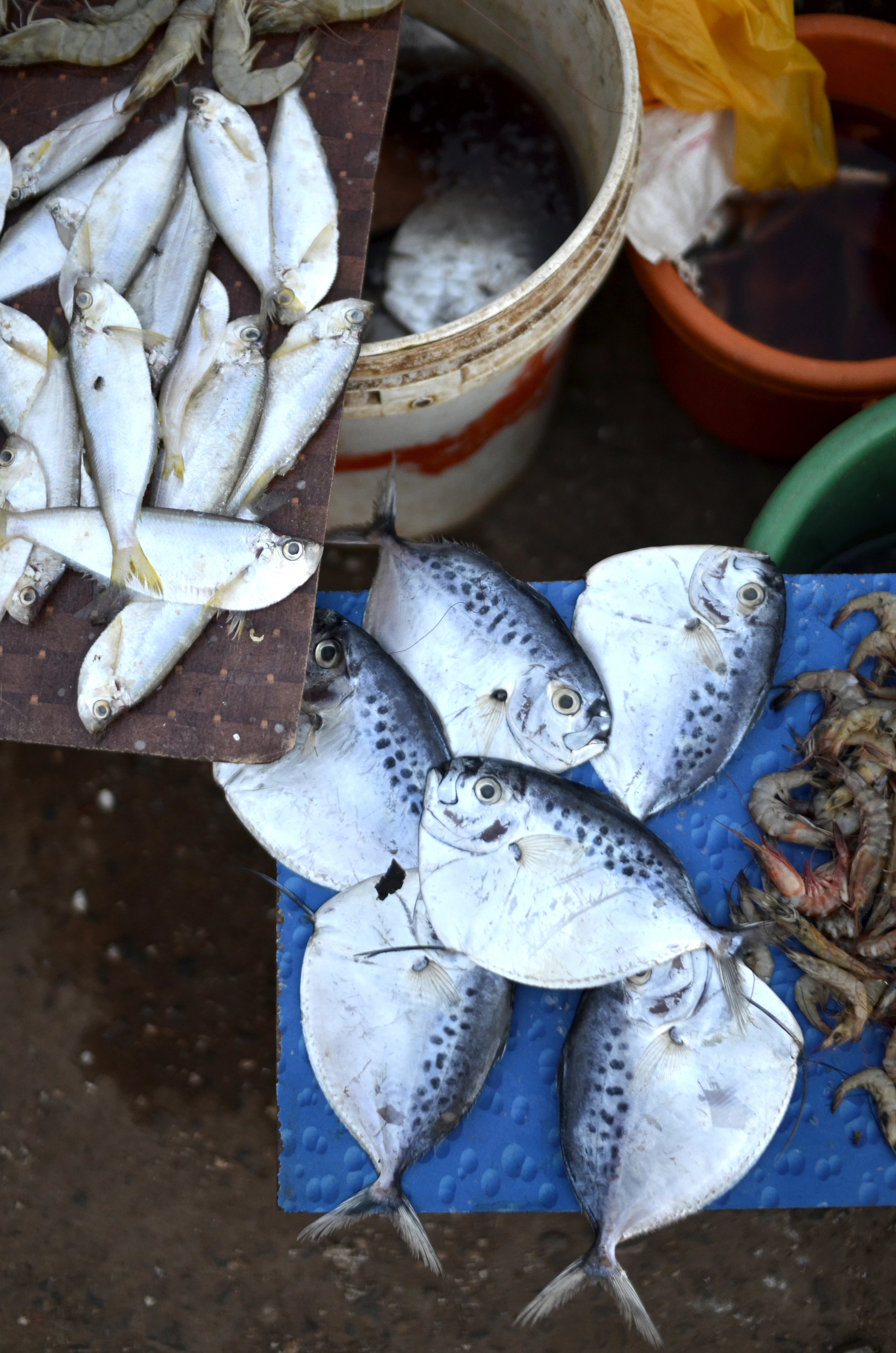 Fresh fish laid out at a market