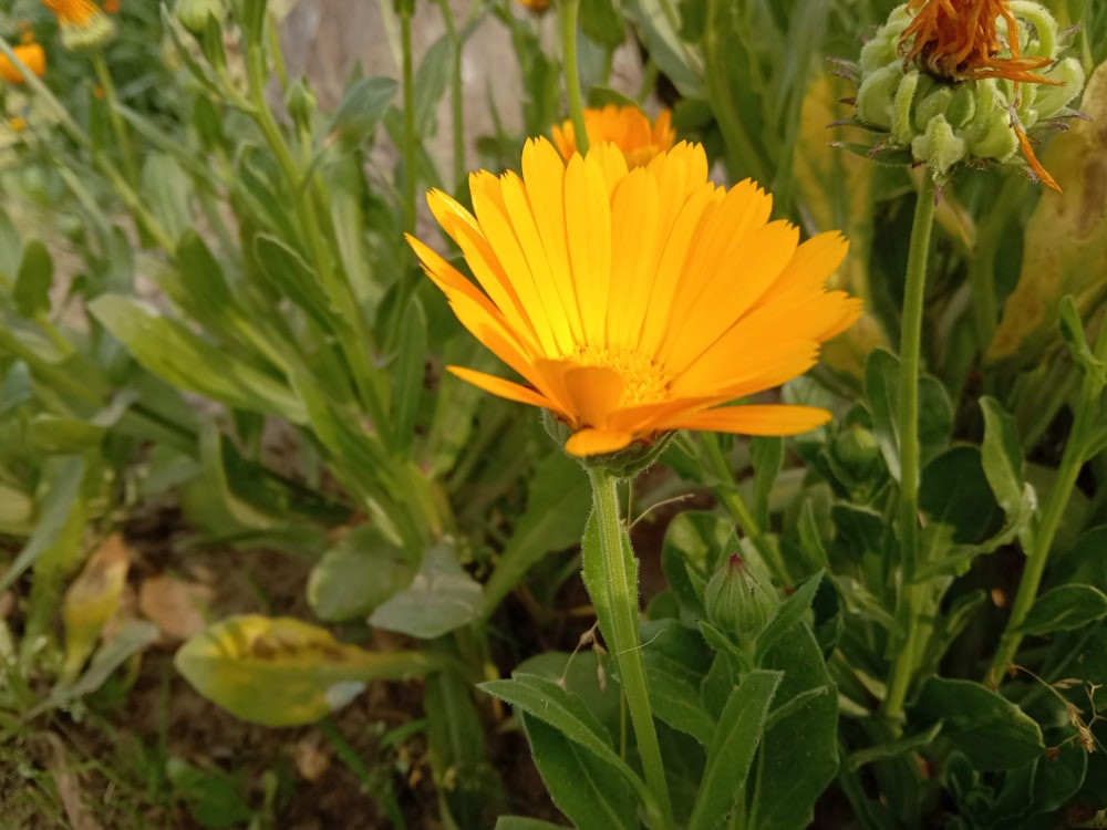 a close up of a yellow flower in a field