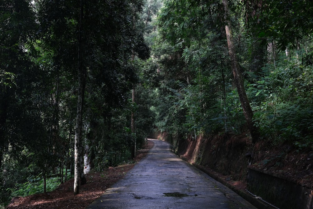 a narrow road in the middle of a forest