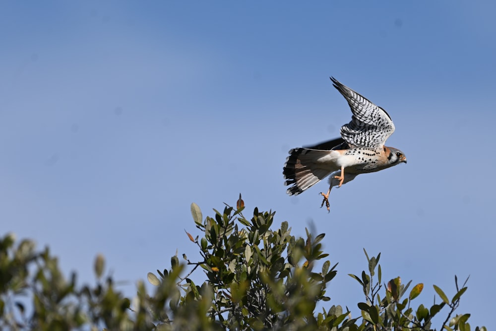 a bird flying over a tree with a fish in it's mouth