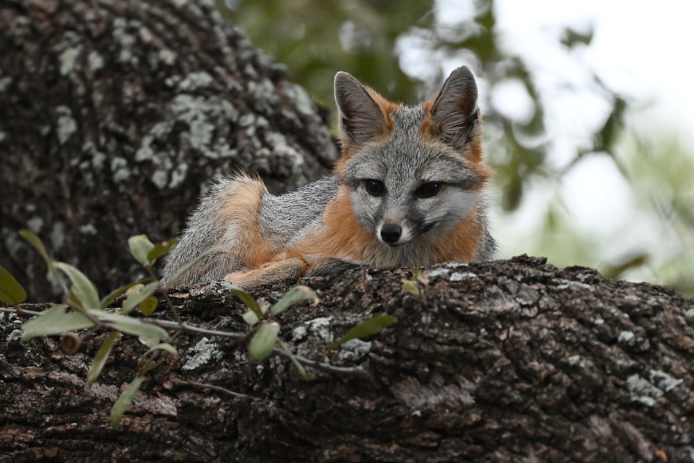 a close up of a small animal on a tree branch