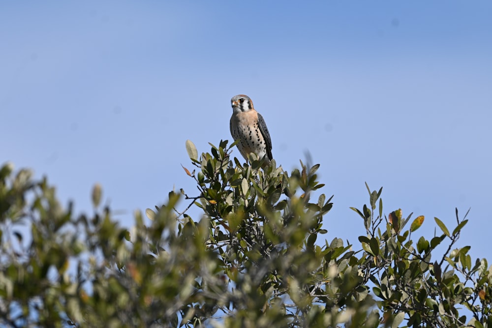 an owl sitting on top of a tree branch