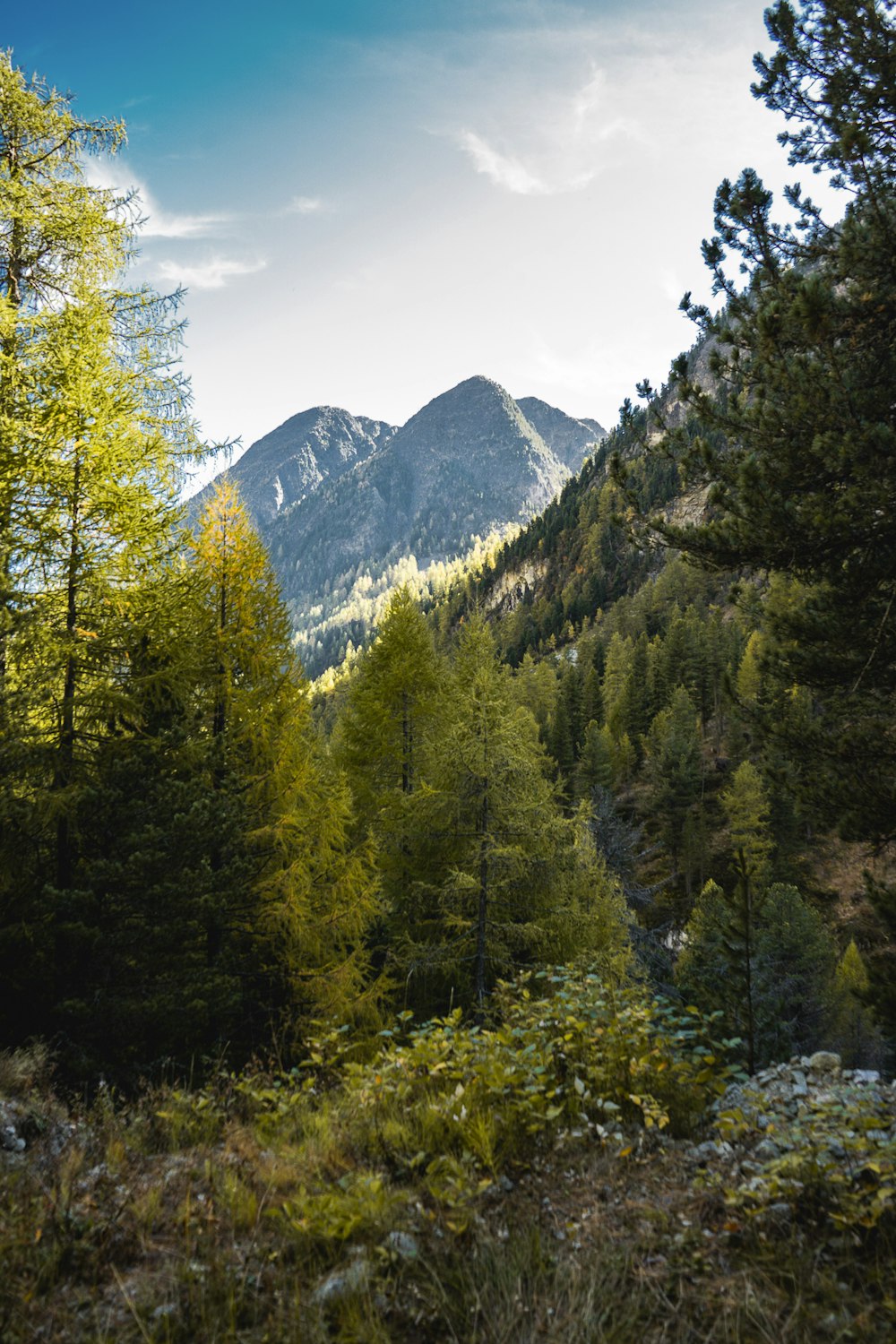 a forest filled with lots of green trees