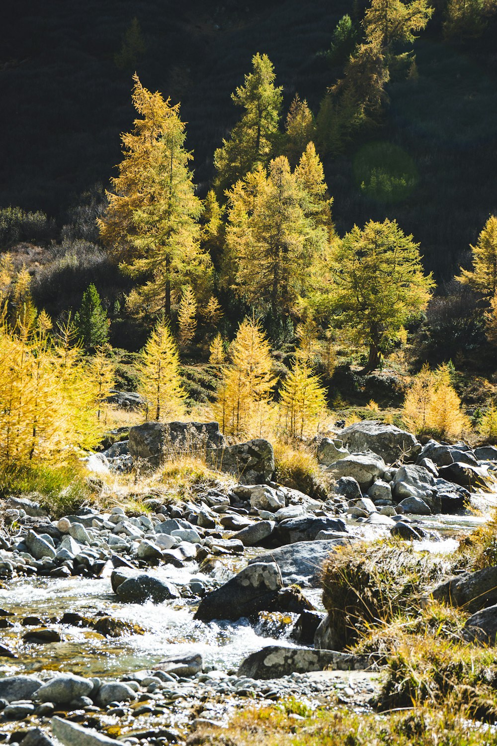 a stream running through a forest filled with lots of trees