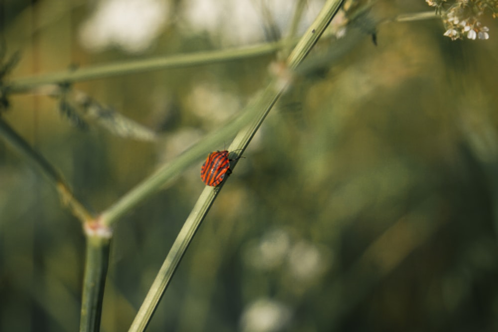 a red bug sitting on a green plant