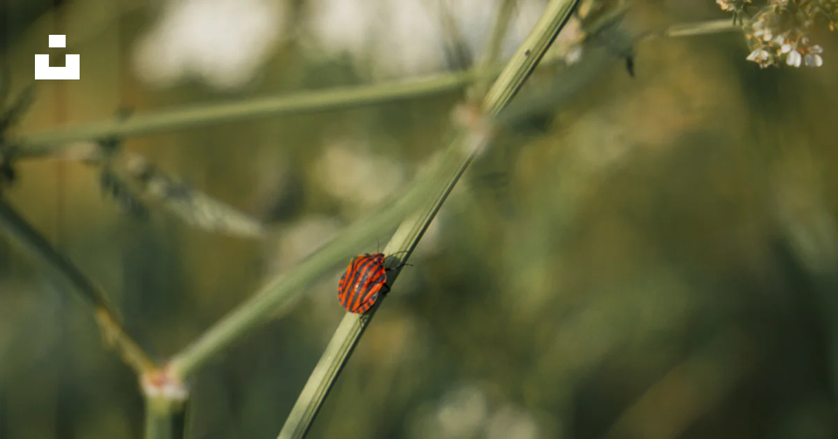Un insecto rojo sentado en una planta verde foto – Imagen de ...