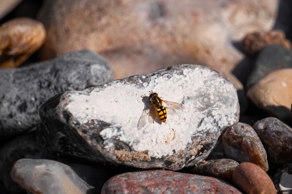 a bee sitting on a rock surrounded by rocks