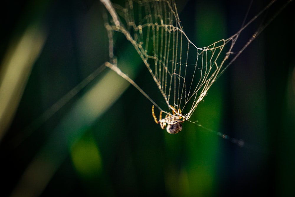 거미 한 마리가 숲 한가운데서 거미줄에 앉아 있습니다