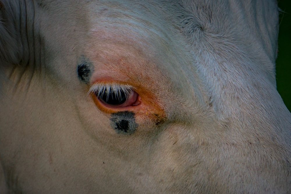 a close up of a white horse's eye