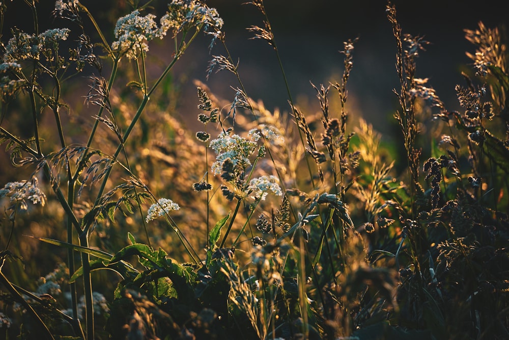 a bunch of flowers that are in the grass