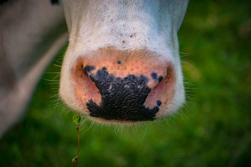 a close up of a cow's nose with black spots