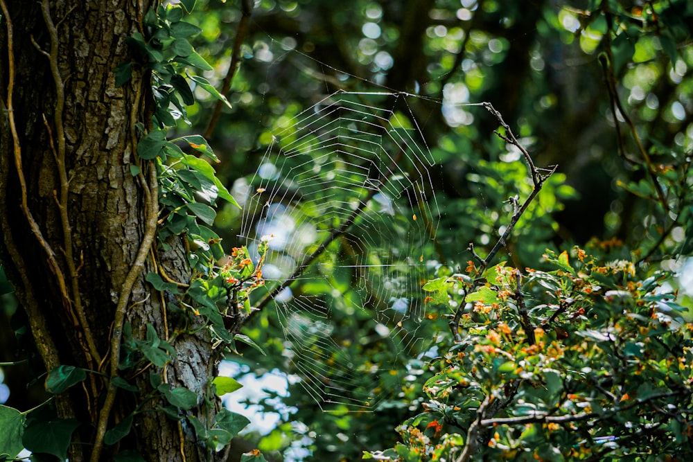 a spider web hanging from a tree in a forest