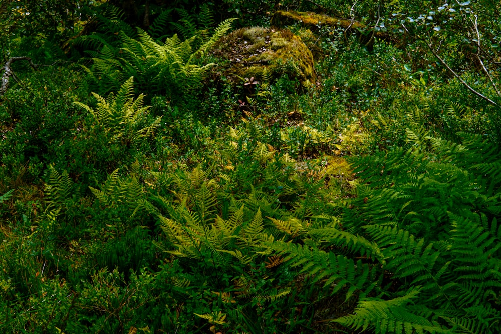 a lush green forest filled with lots of trees