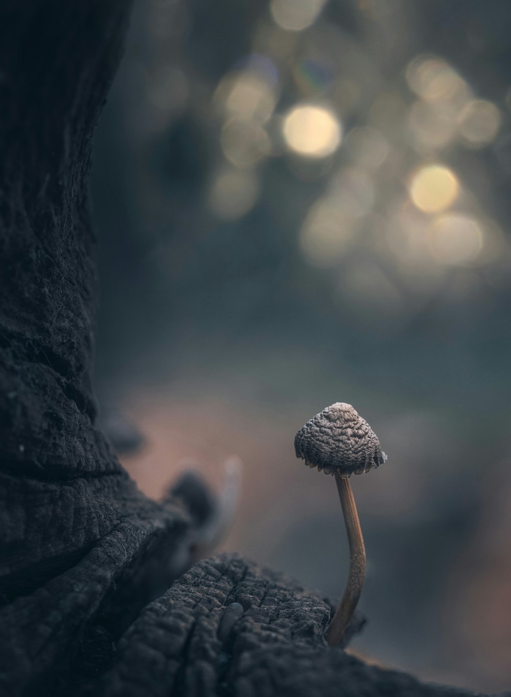 a small mushroom sitting on top of a tree branch