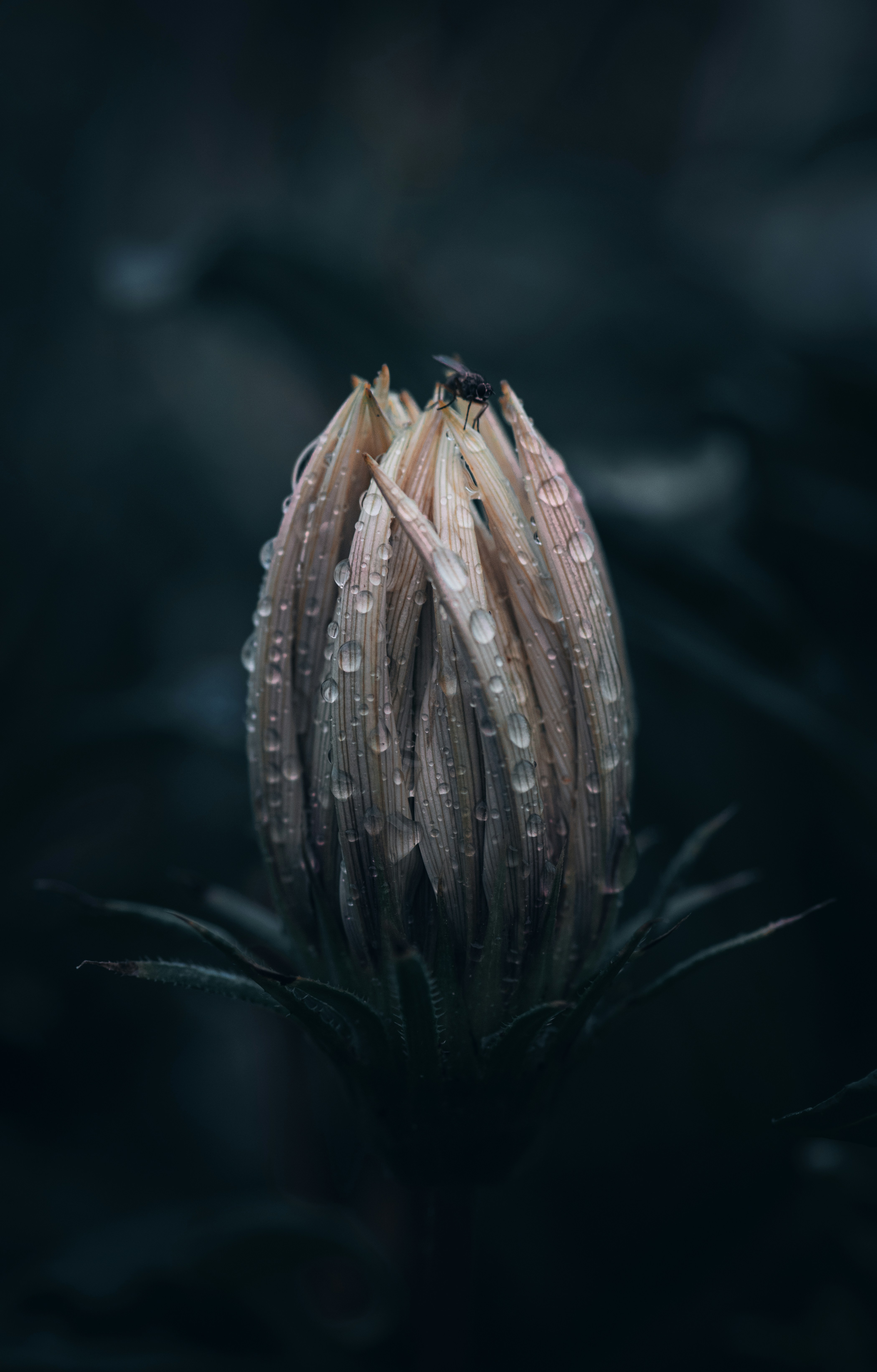 a close up of a flower with water droplets on it