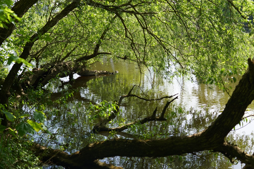 uno specchio d'acqua circondato da molti alberi