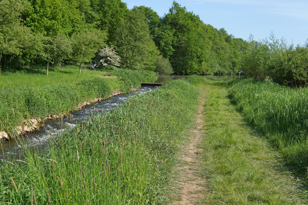 a river running through a lush green forest