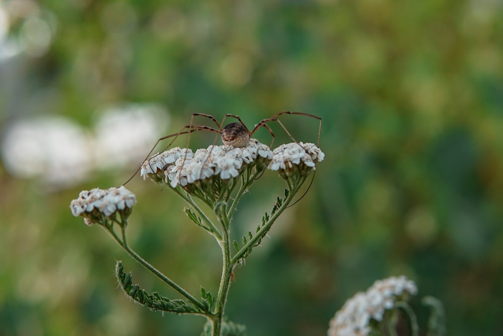 uma aranha sentada em cima de uma flor branca