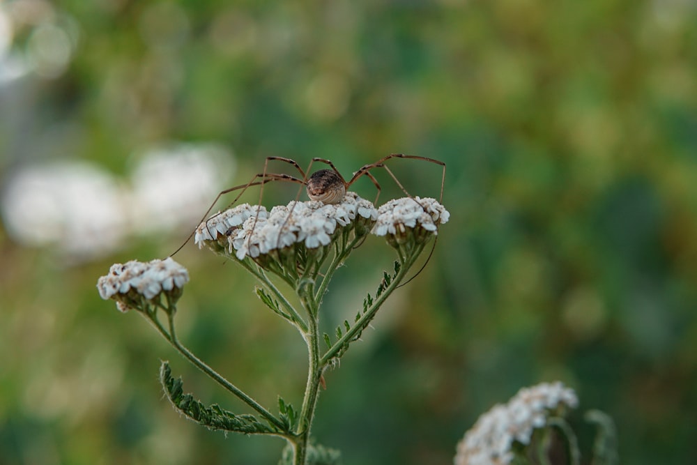 una araña sentada encima de una flor blanca