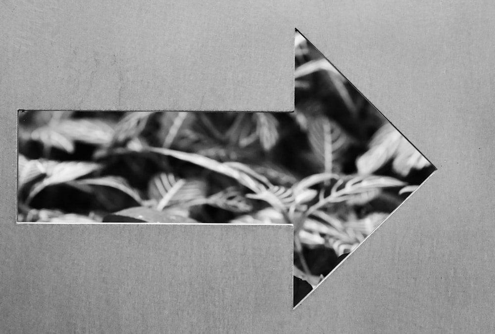 Una foto en blanco y negro de una planta frondosa
