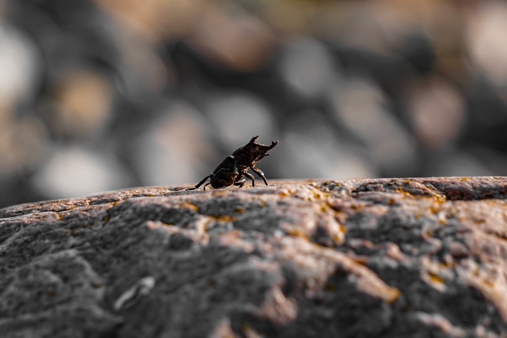 um pequeno inseto sentado em cima de uma rocha