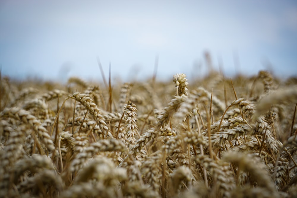 a field of wheat with a blue sky in the background