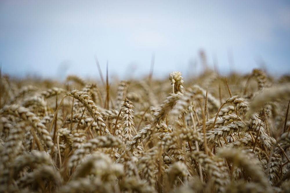 un campo de trigo con un cielo azul al fondo
