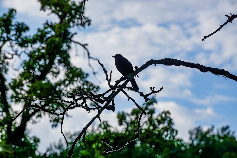 a black bird sitting on top of a tree branch