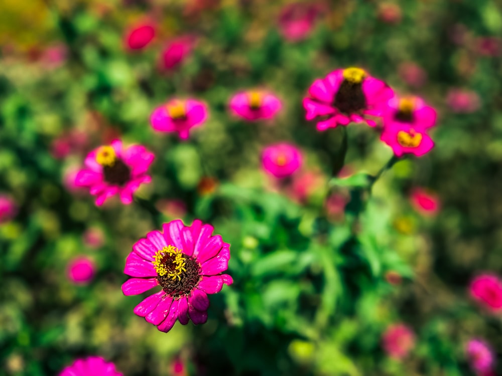 a bunch of pink flowers in a field