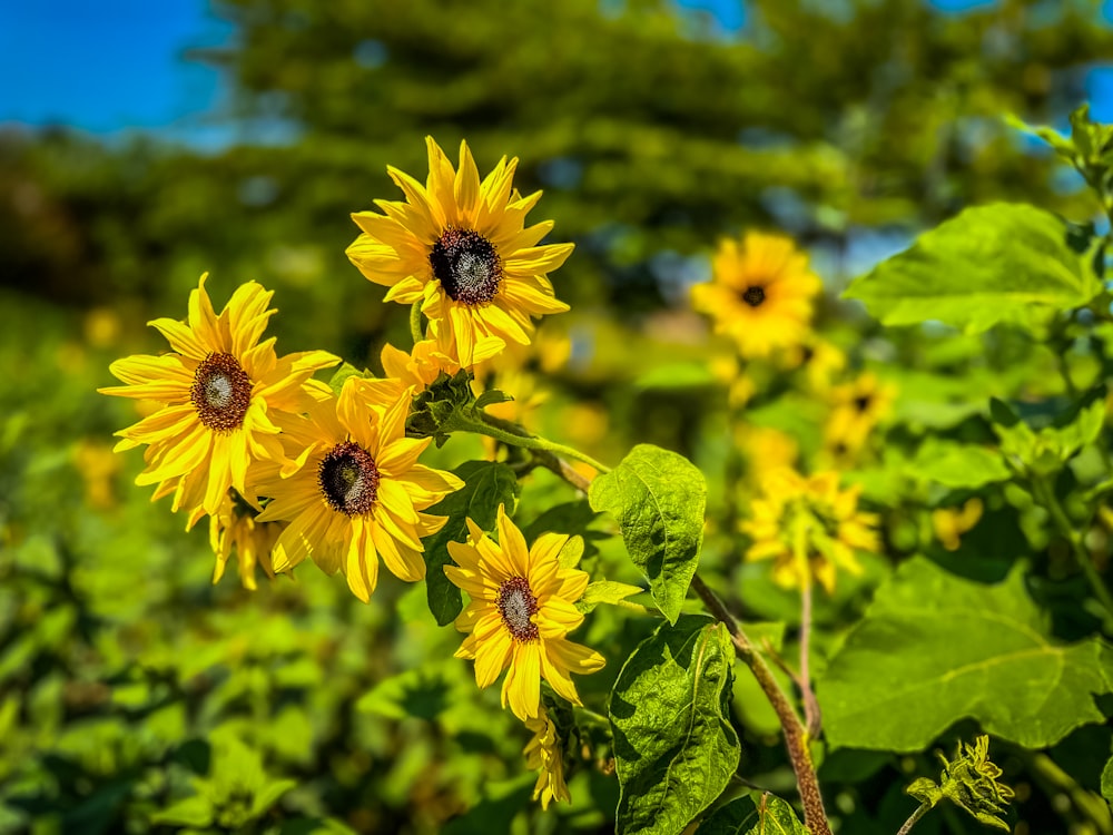 a field of sunflowers with a blue sky in the background