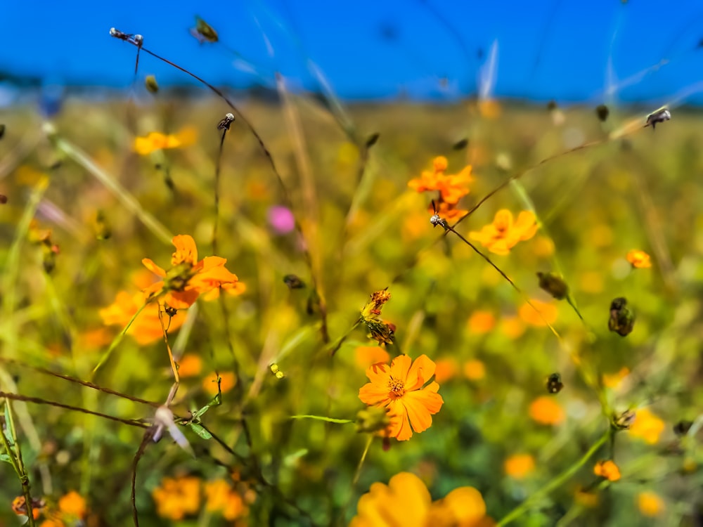 a field full of yellow flowers with a blue sky in the background