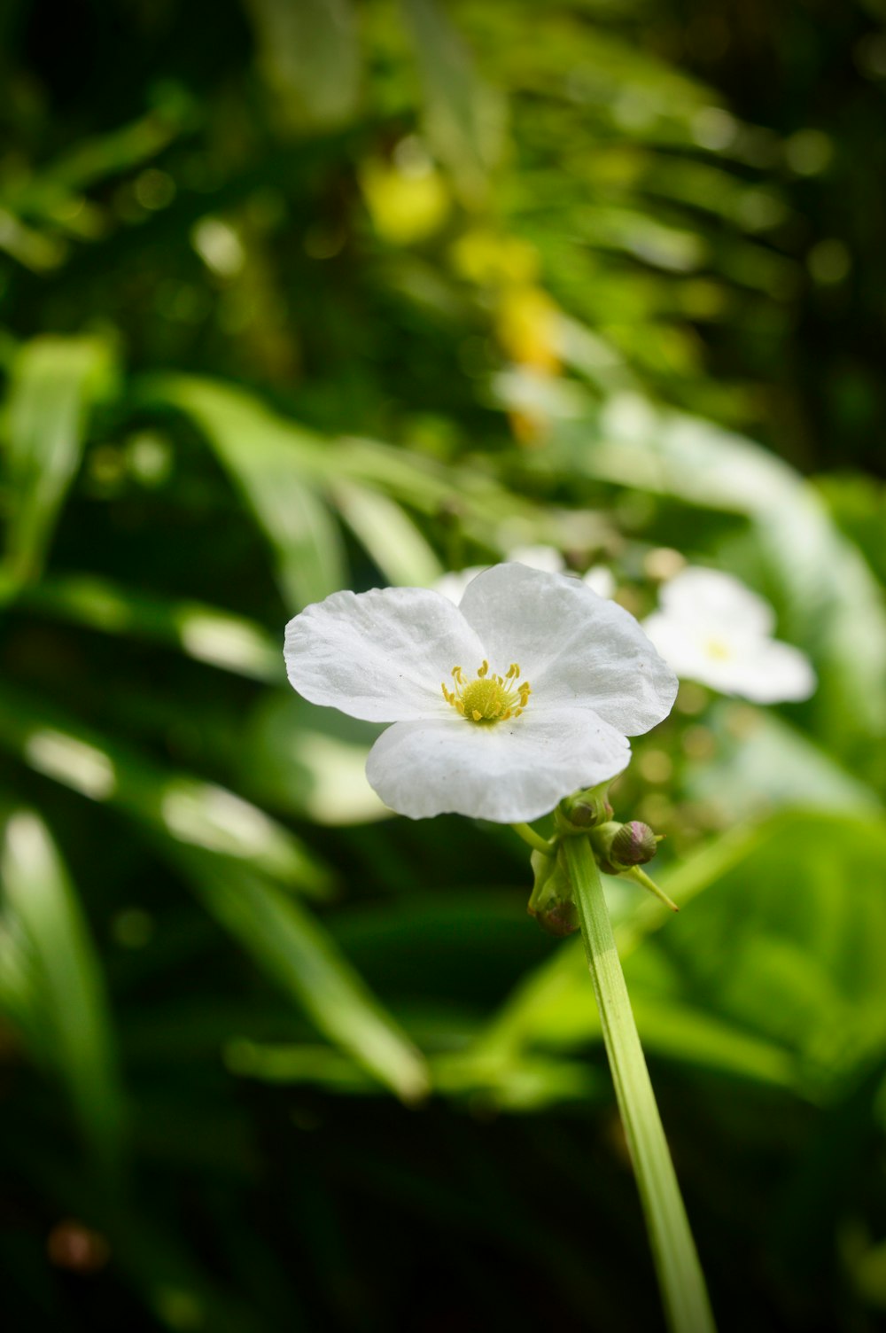 un fiore bianco con un centro giallo nel mezzo di una foresta