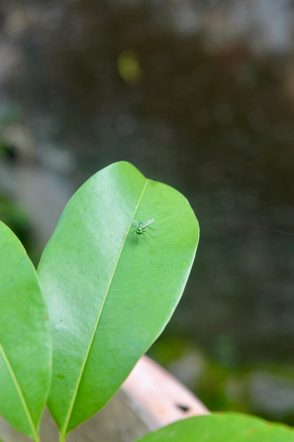 a green leaf with a bug on it
