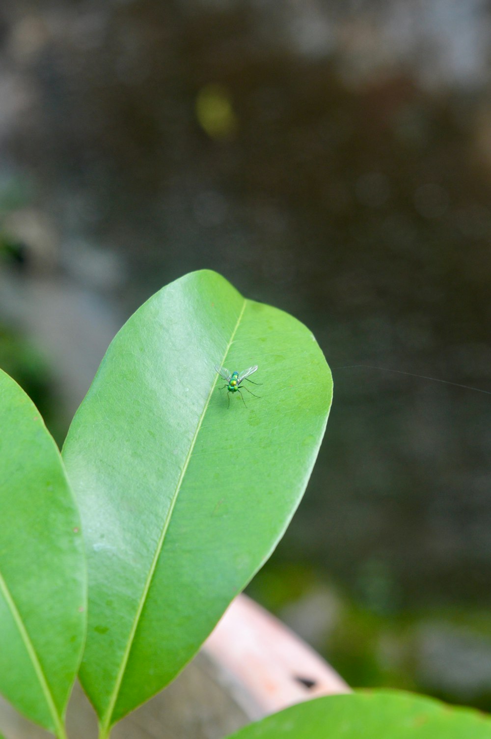 ein grünes Blatt mit einem Käfer darauf