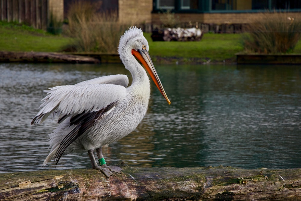 a pelican standing on a log in front of a body of water