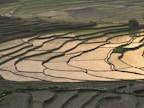 a view of a rice field from a plane