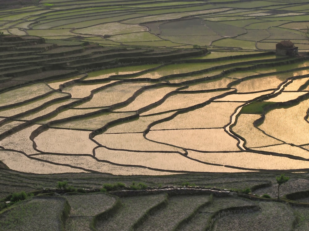 a view of a rice field from a plane