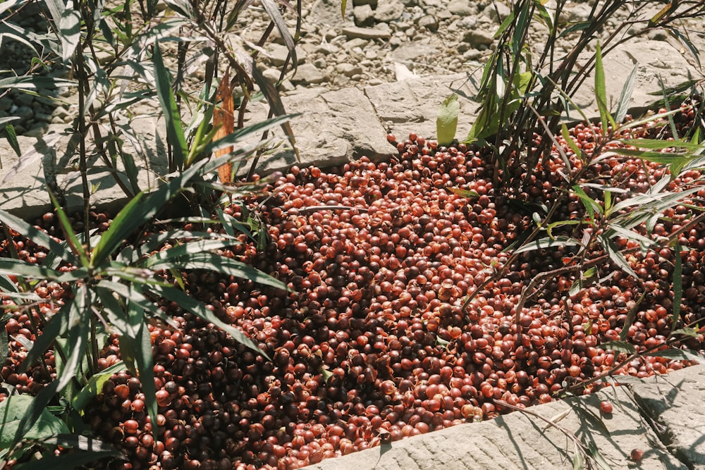 a bunch of berries that are on the ground