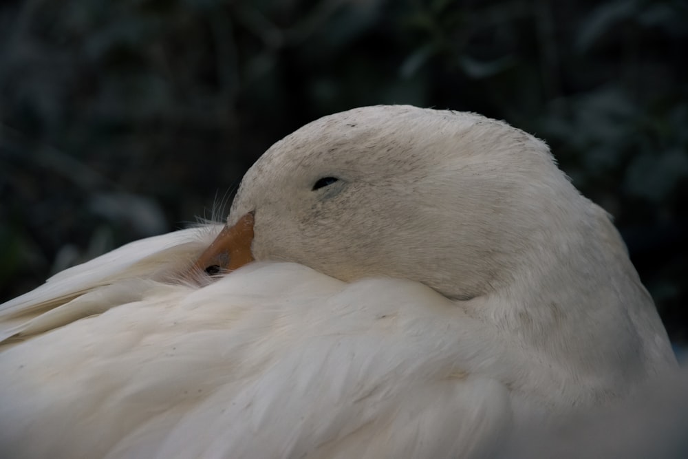 a close up of a duck with a blurry background