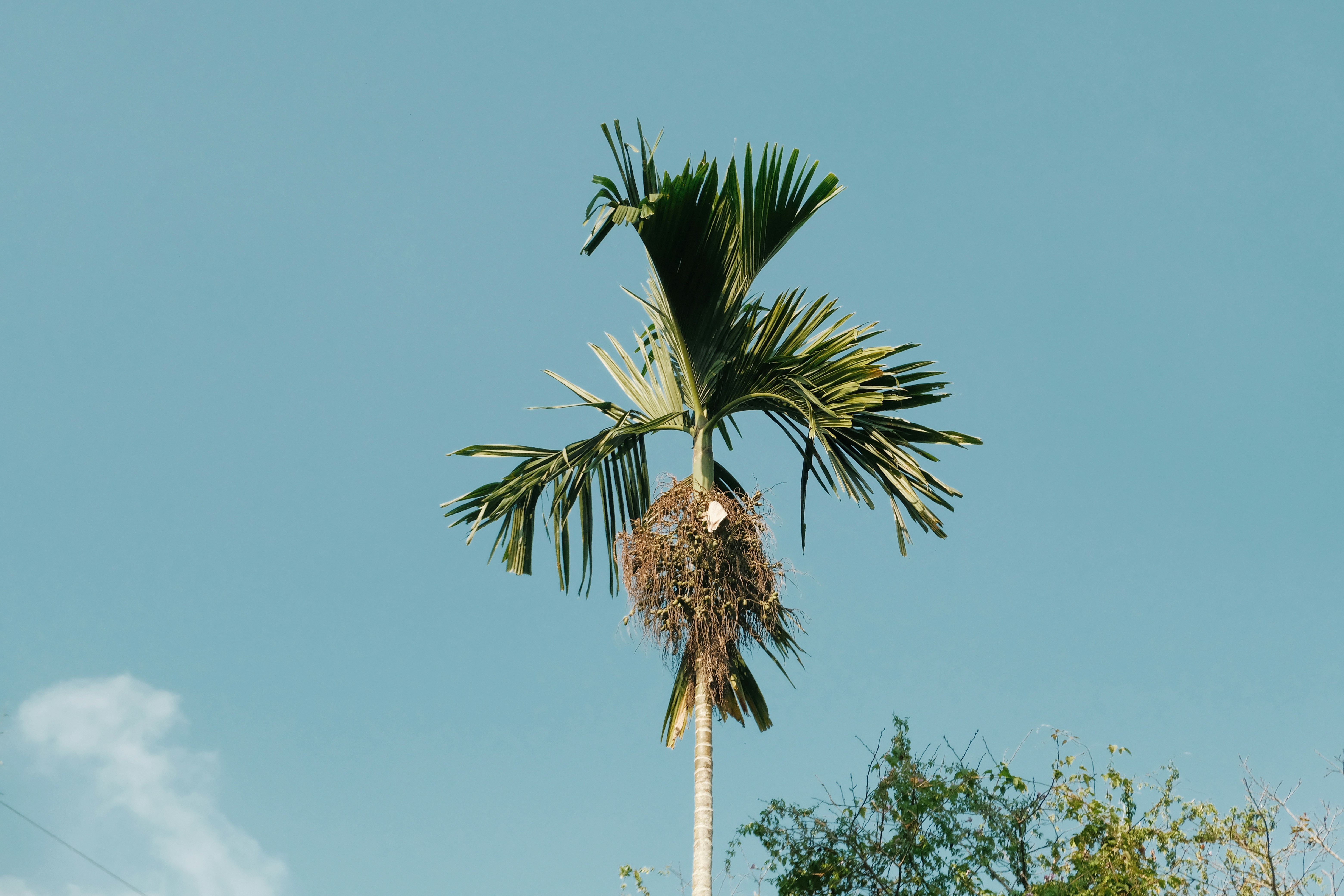 a palm tree with a bird nest hanging from it