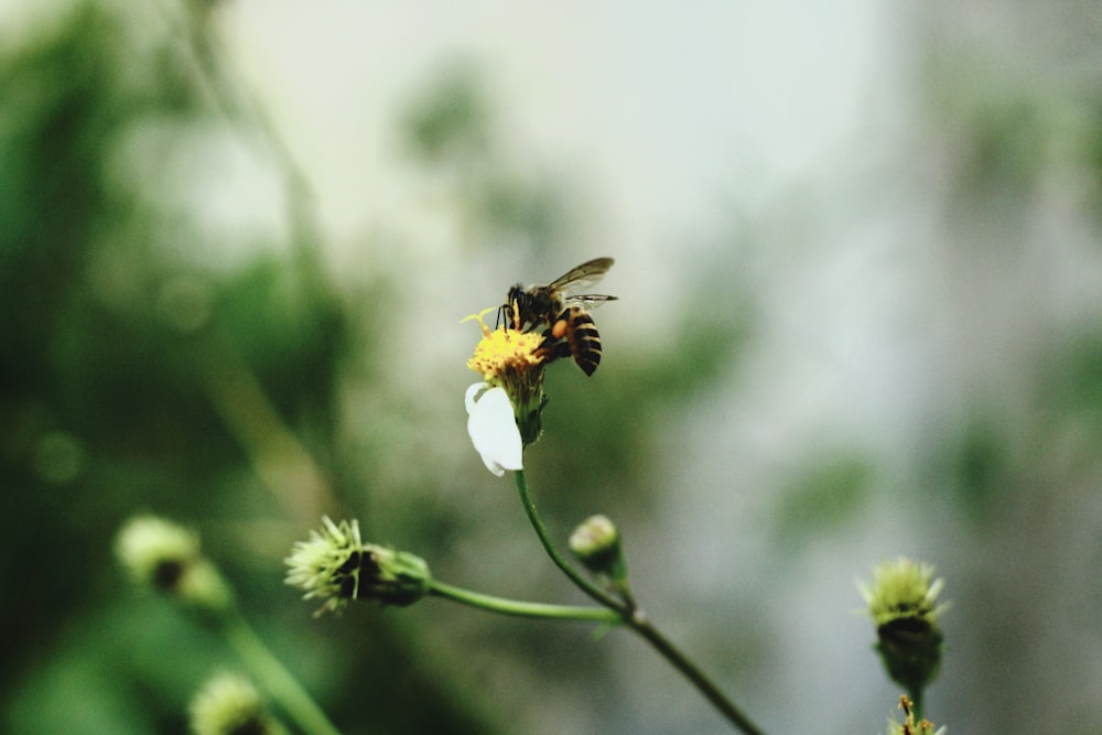 a bee sitting on a flower in a field