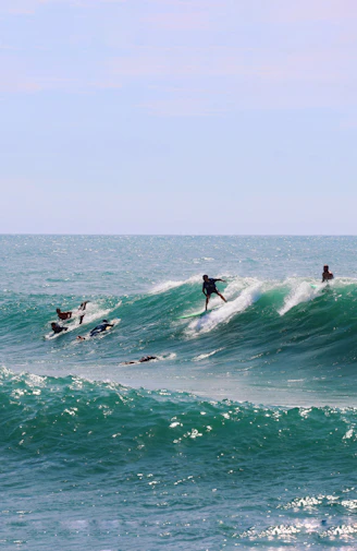 a group of people riding surfboards on top of a wave